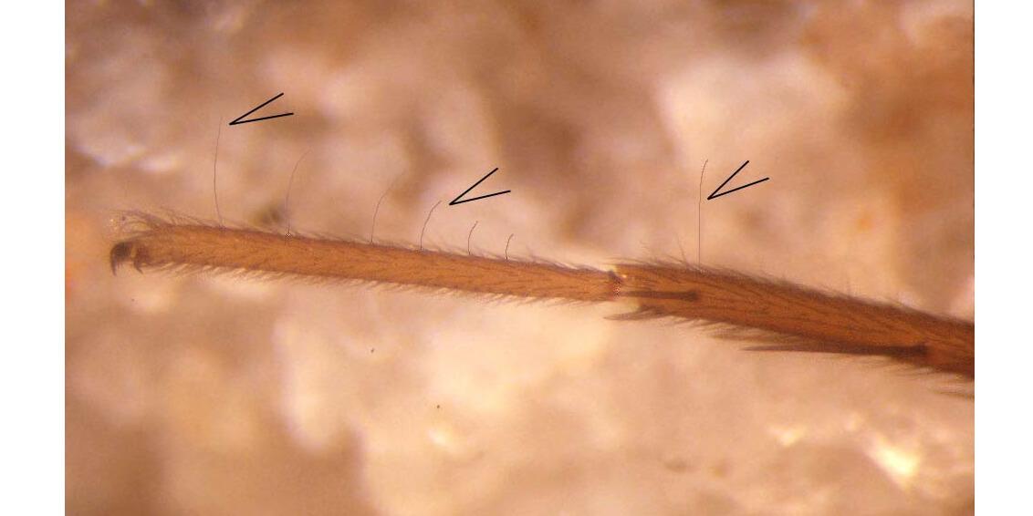 A close up view of a spider leg