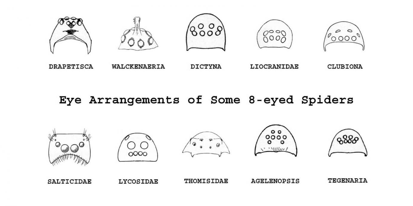 An illustration of spider eye arrangements