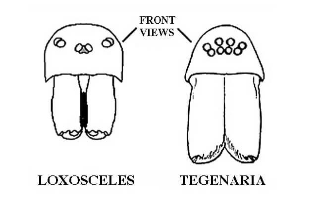 A drawings of the brown recluse spider eyes