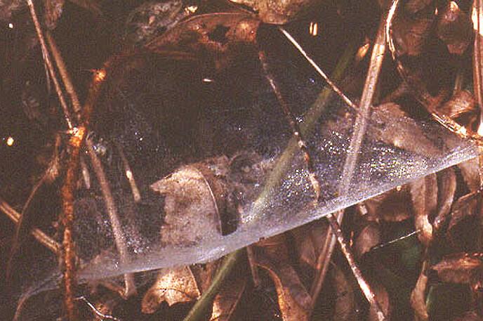 hobo spider in funnel web