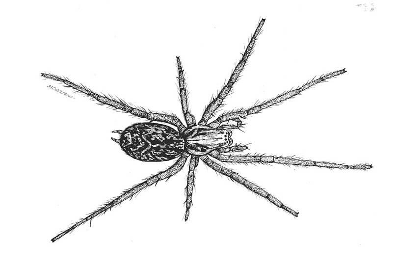 hobo spider illustration