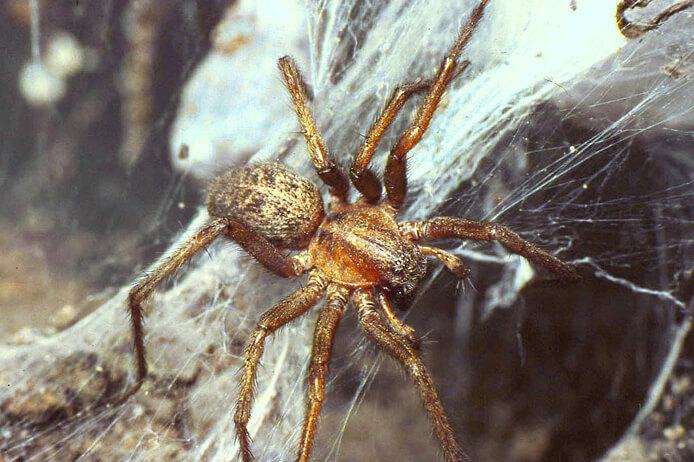 hobo spider