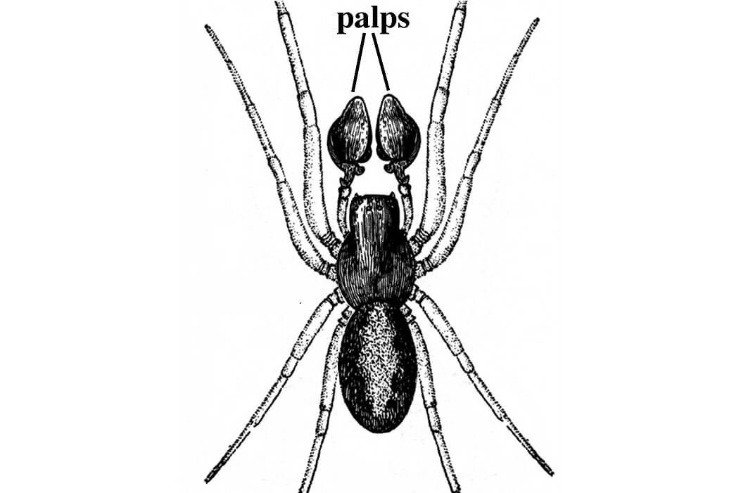 illustration of spider palps