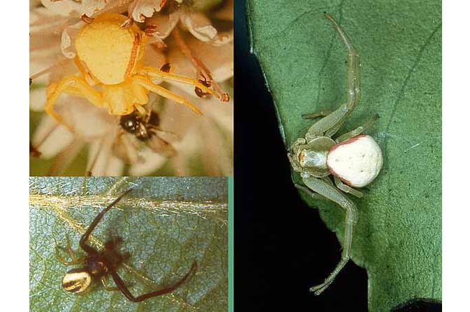 Myth: You identify spiders by markings