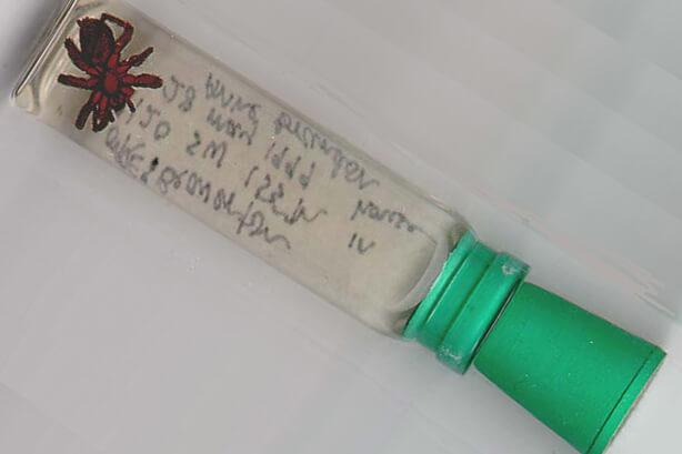 spider in a sealed vial with alcohol