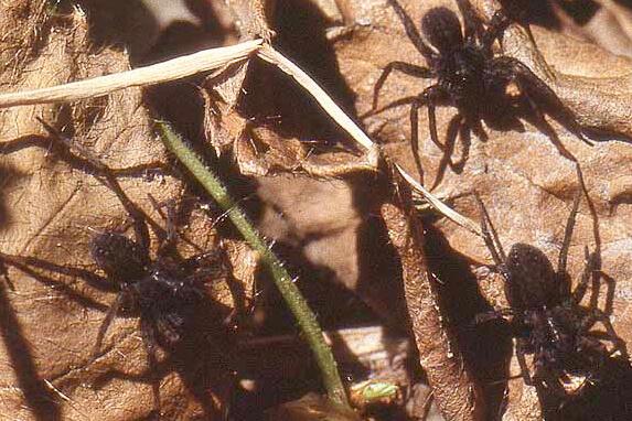 small spiders on the ground