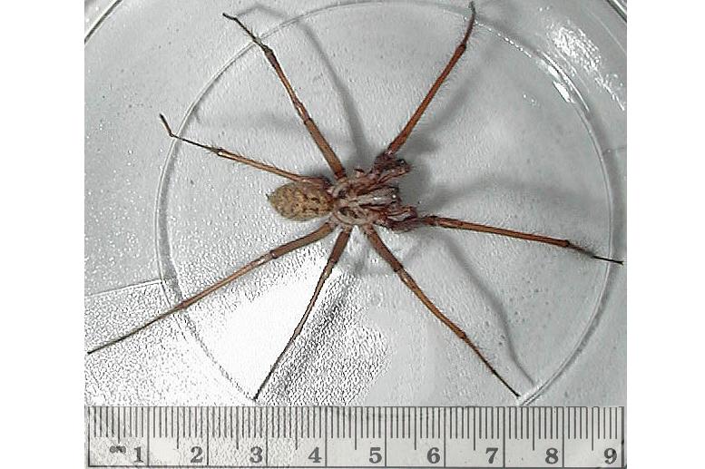 a spider with long legs