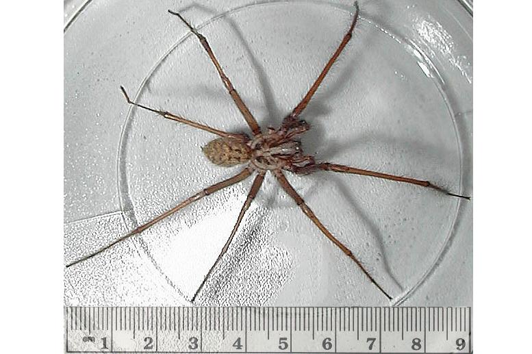 Common spiders living in your house