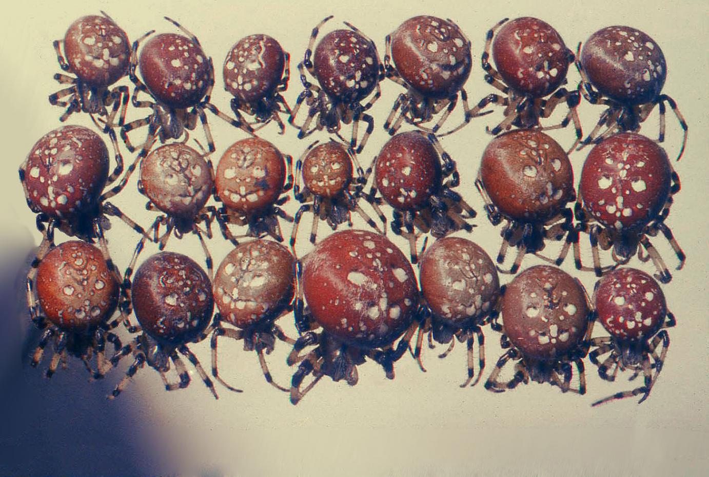 21 spiders in rows showing their color variation
