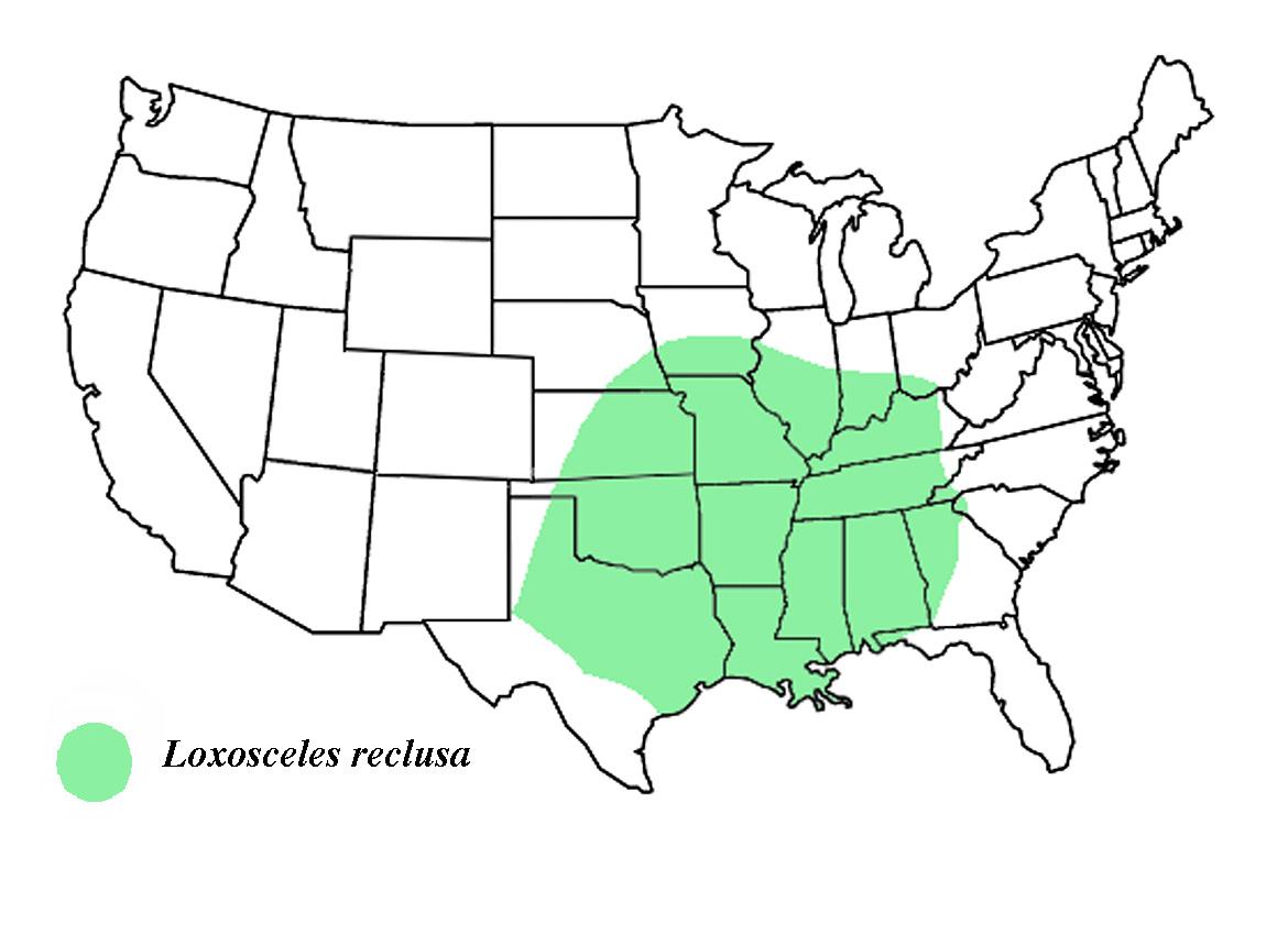A map of where brown recluse bites are located