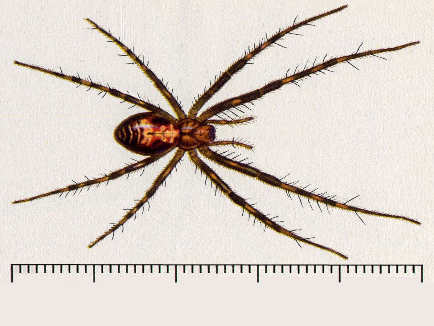 An illustration of a European Cave Spider with long legs