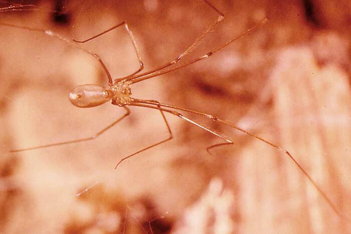 Are daddy longlegs spiders? Myths and arachnids meet up