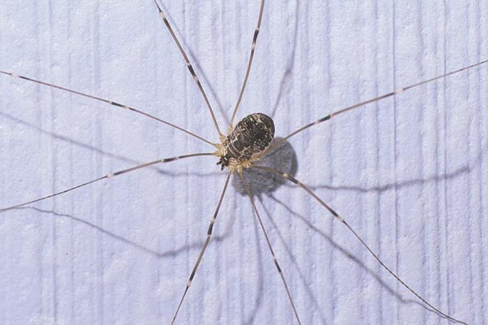 harvestman with long legs