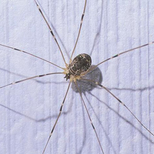 Daddy long-legs spider  Collections Online - Museum of New