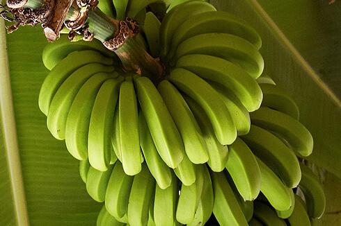 bananas on plant