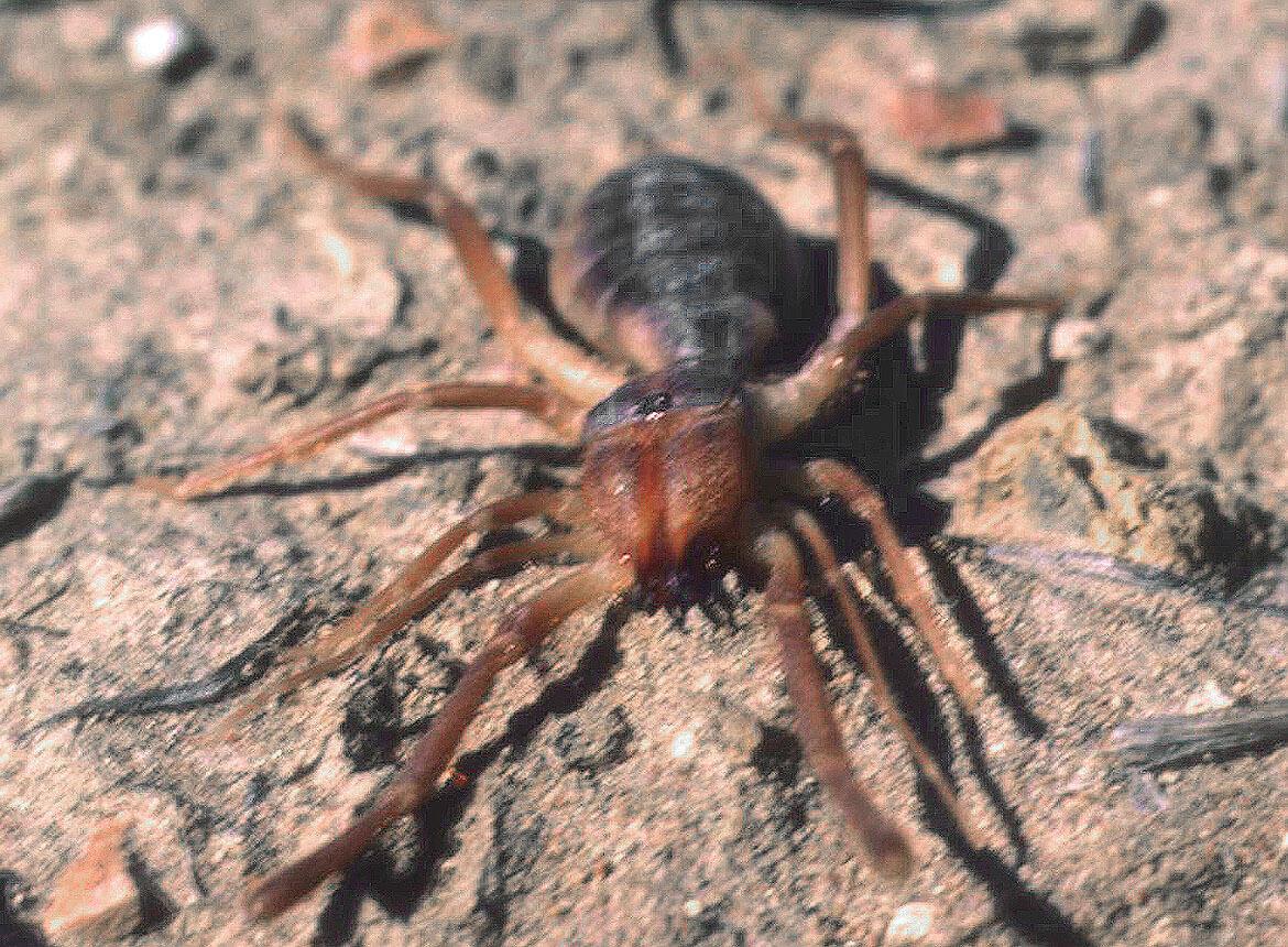 The Biggest Camel Spider Ever Found