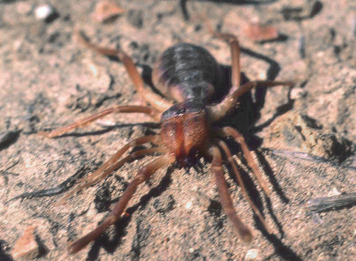 the biggest camel spider ever found