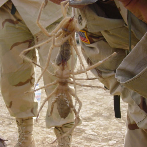 Camel Spider Vs Goliath Spider