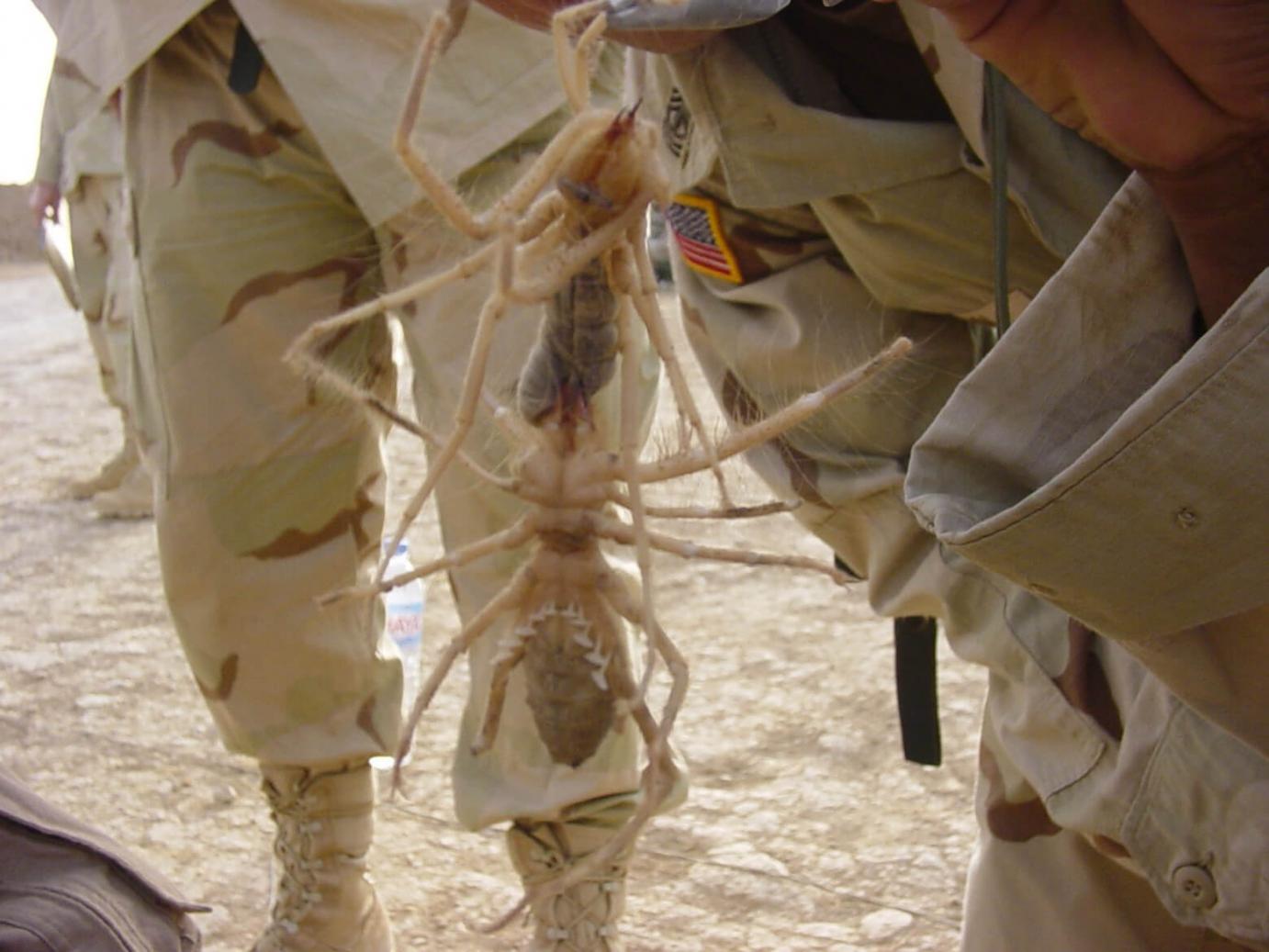 Myth: Too many "camel spider" tall tales | Burke Museum
