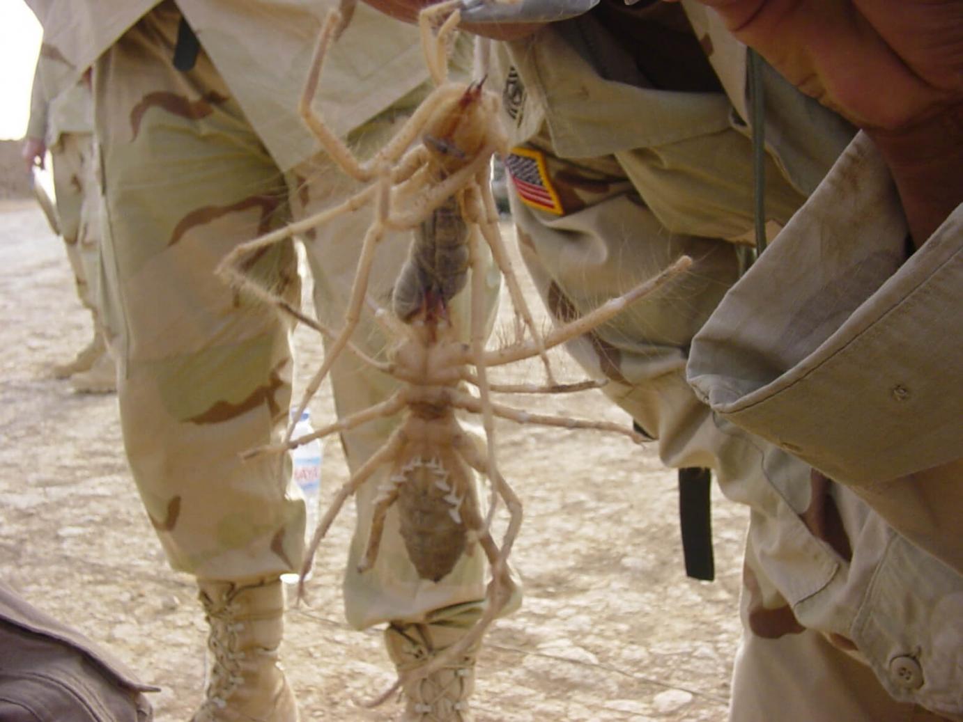 una araña es sostenida por compañeros de las fuerzas armadas mientras está en el mar