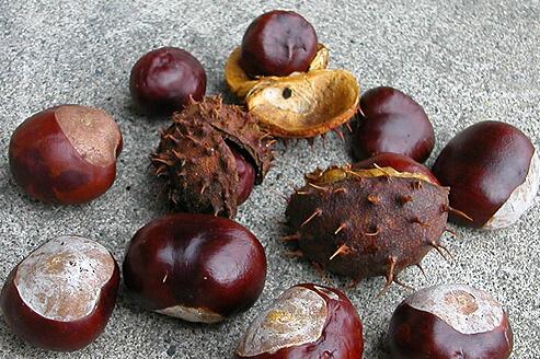 horse chestnuts