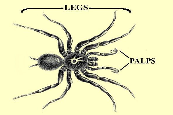 illustration of spider with leg palps