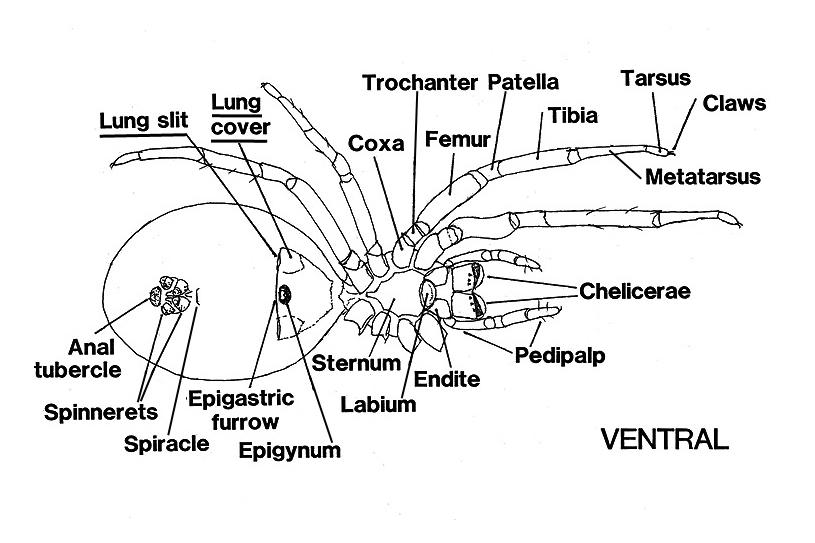 illustration of a spider's anatomy