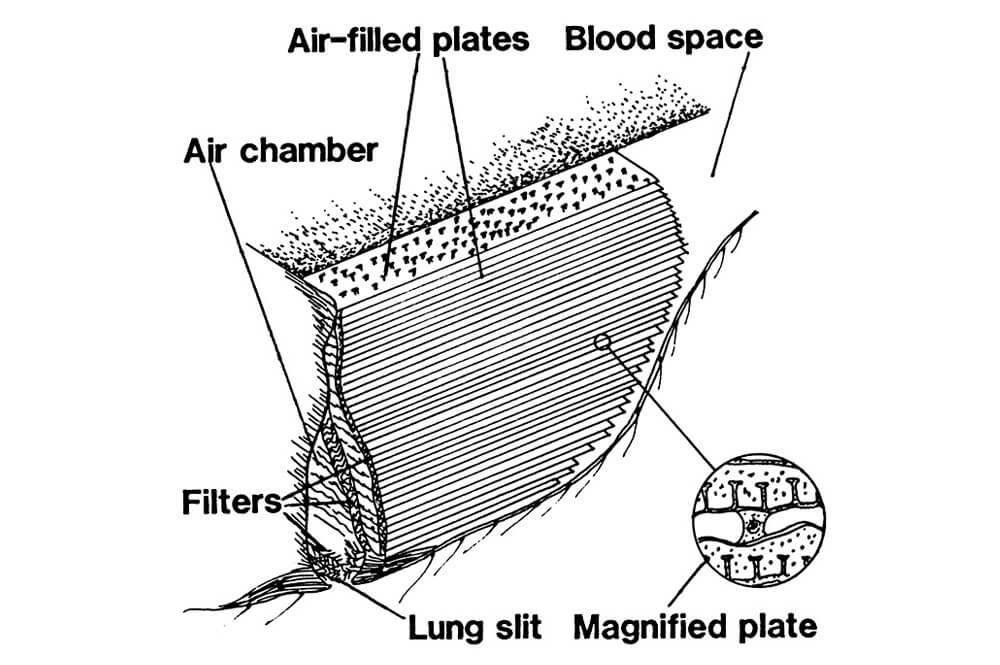 illustration of spider's lungs