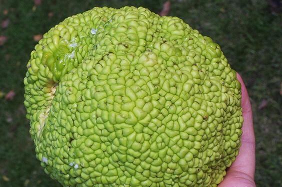 osage orange fruit