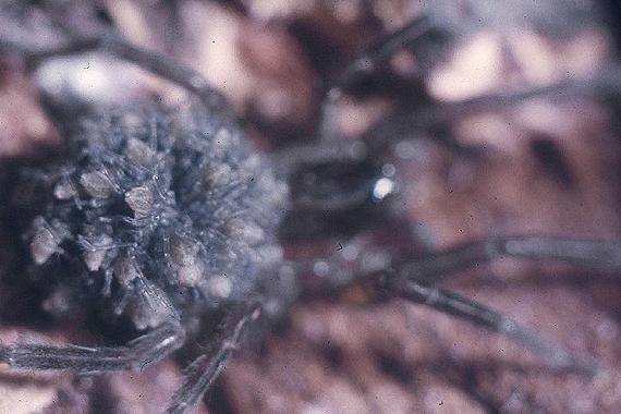 baby spiderlings on a female wolf spider