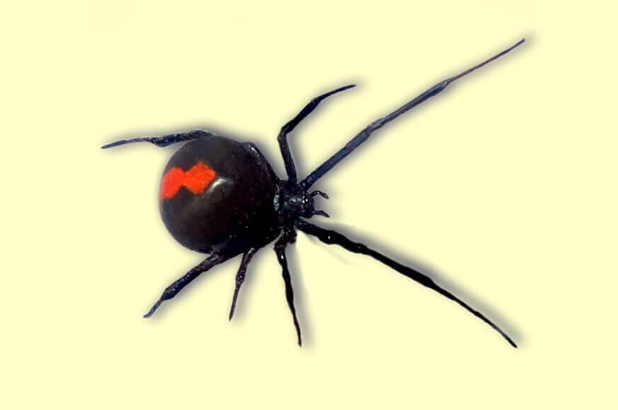 Female Australian Redback Spider