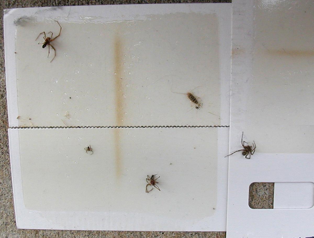 Spiders dead on a sticky trap