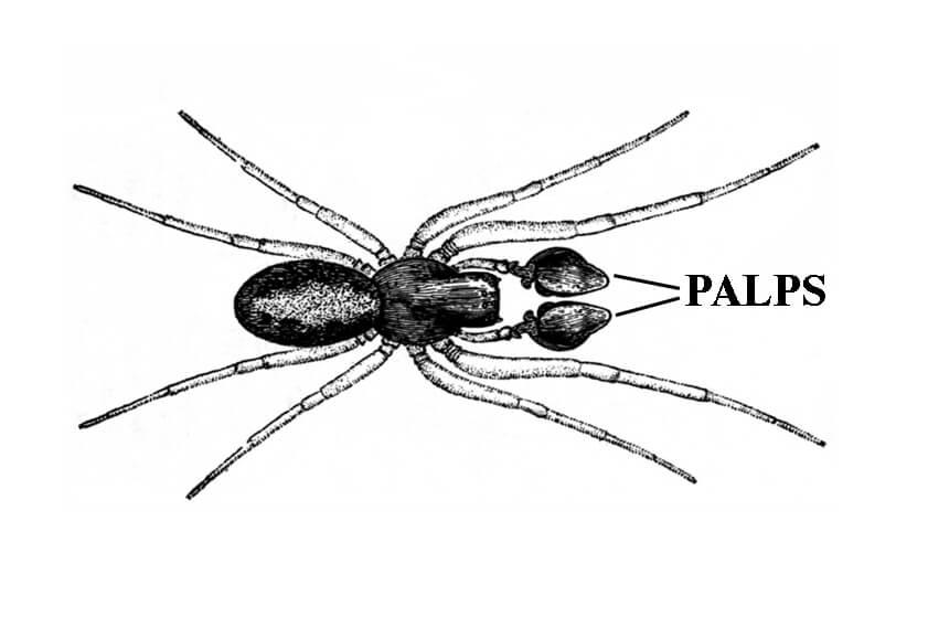 Myth: You identify spiders by markings
