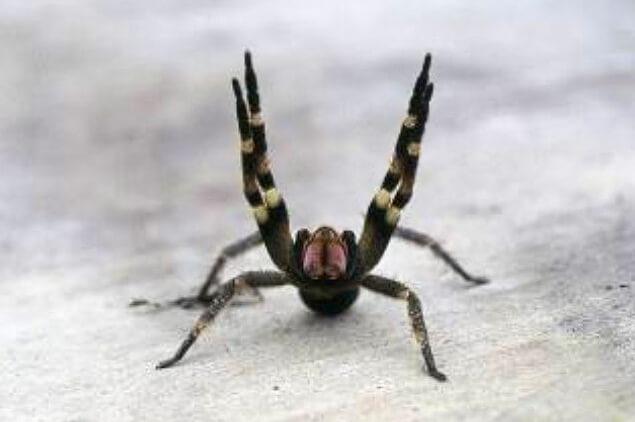 A spider with four of its legs up in the air