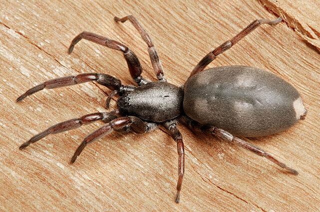 A spider with a long fat body and a white marking on the tail end of its body