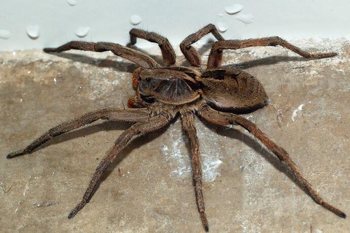 female wolf spider