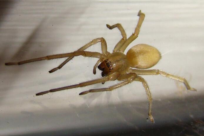 yellow sac spider