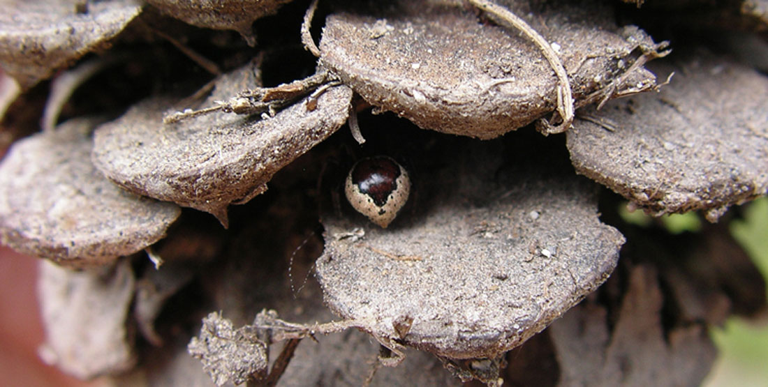 A small spider inside the petals of a pine cone