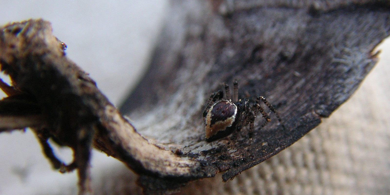 A small brown spider on a piece of a pine cone