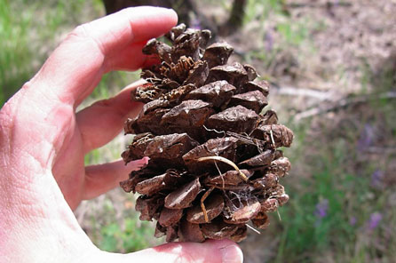 A hand holding a pine cone