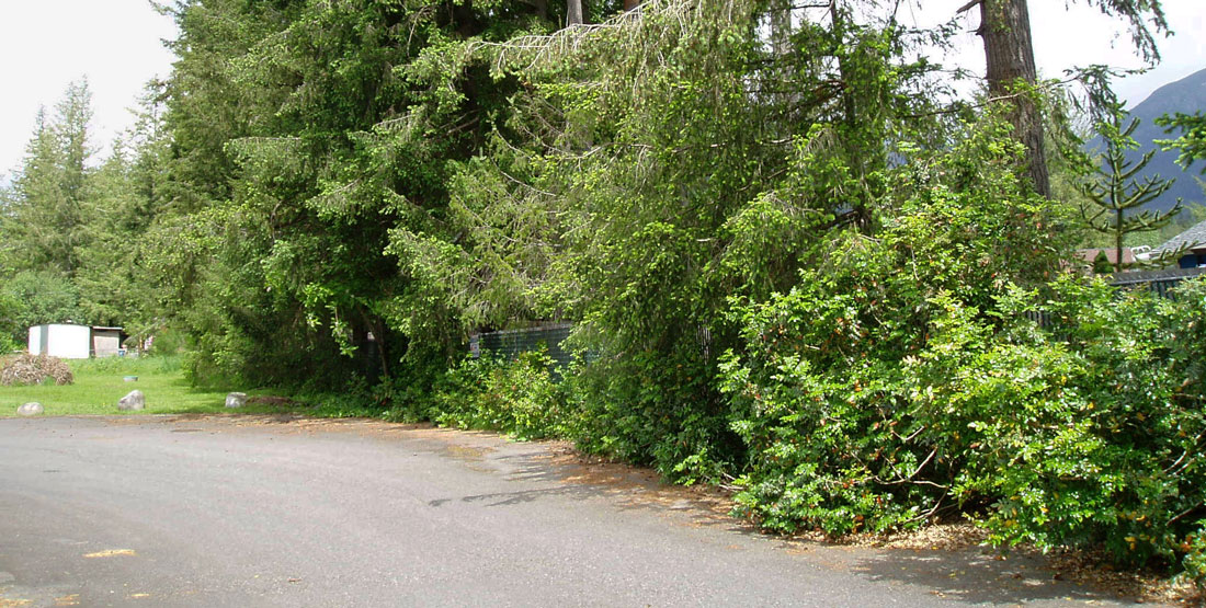 Green pine trees on the side of a paved road