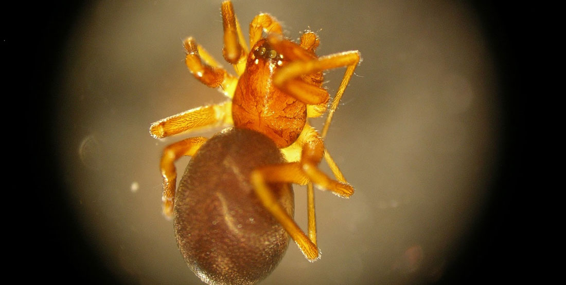 A close up view of the top of a orange transulcent spider