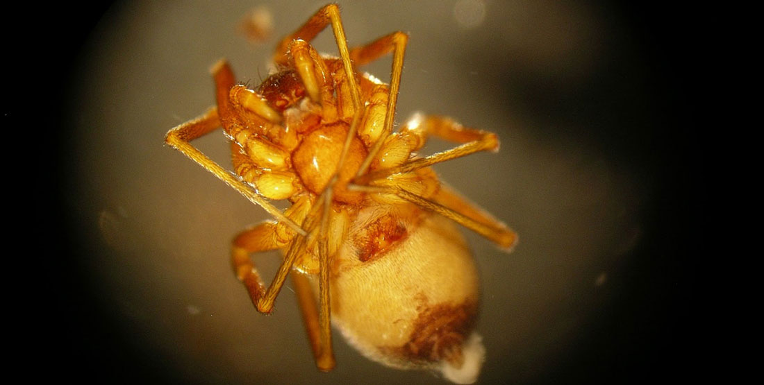 A close up view of the underside of a orange transluscent spider
