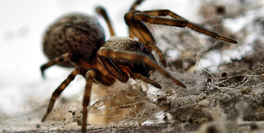 A black and brown spider with long legs