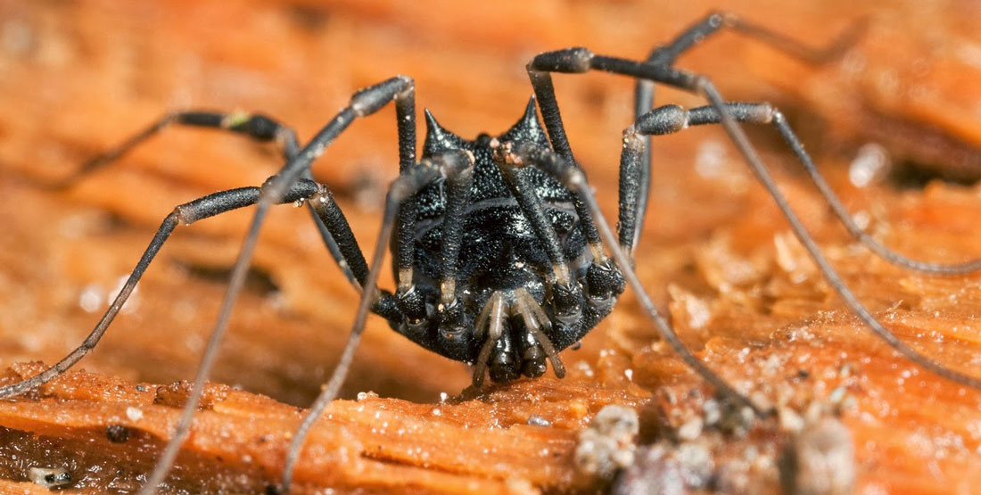 A front view of a live horny spider with long legs