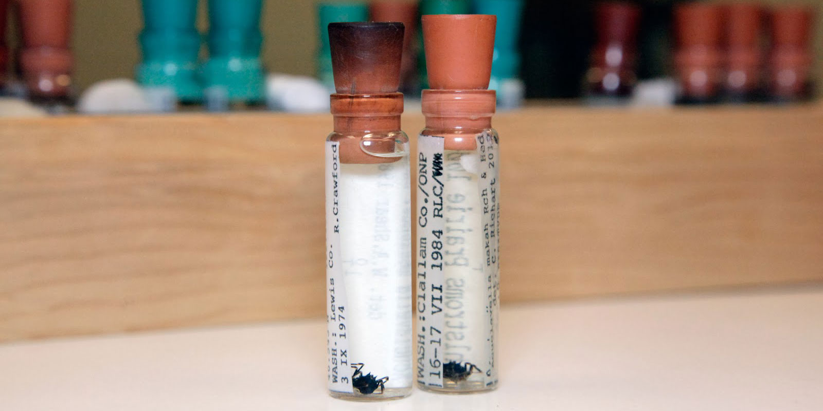 Two vials each containing one spider specimen sit on a table