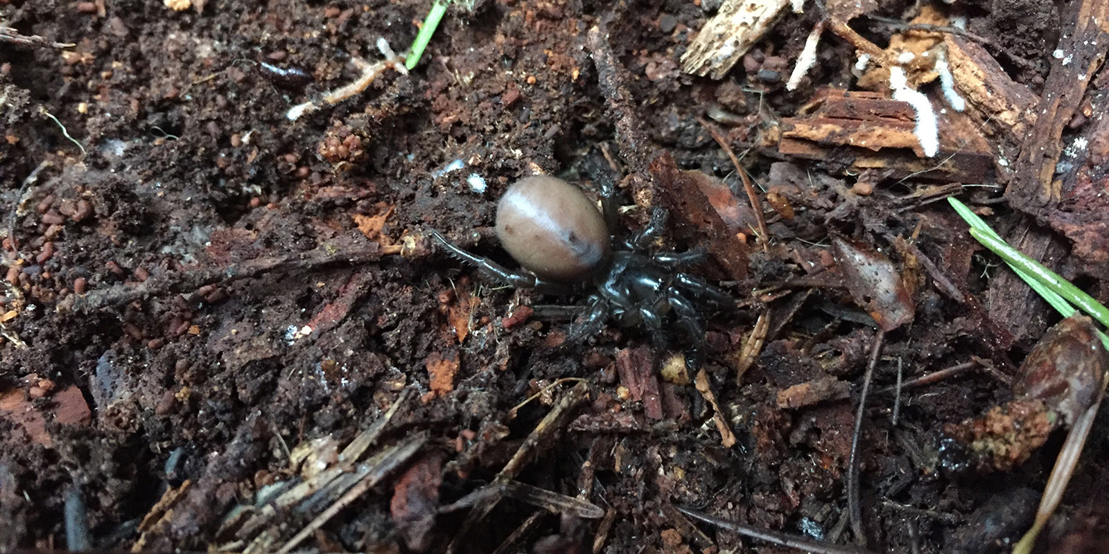 An Antrodiaetus pacificus in the forest floor