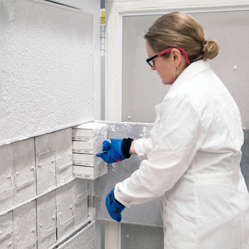 a woman removes tissues samples from a giant freezer