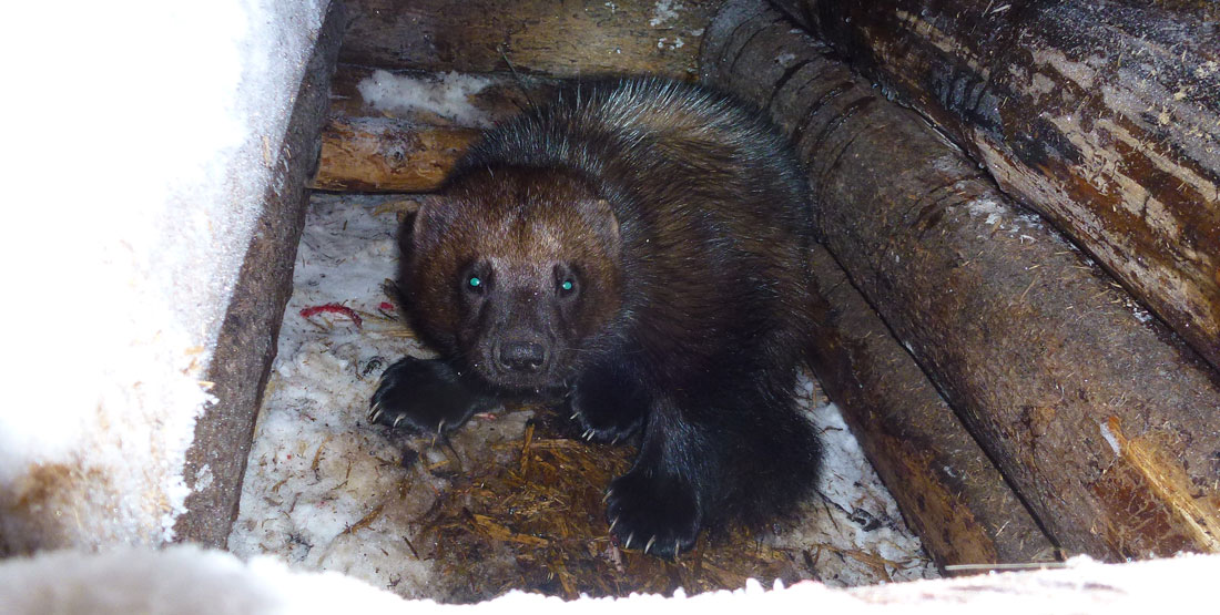 A wolverine inside of a wooden log structure covered in snow