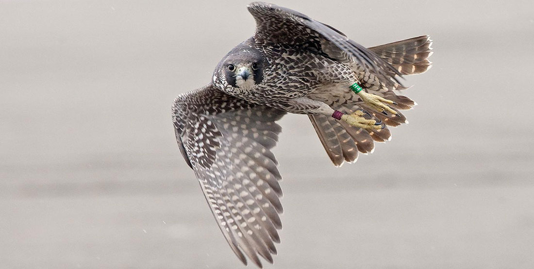 A Peregrine Falcon in flight and looking directly at the camera